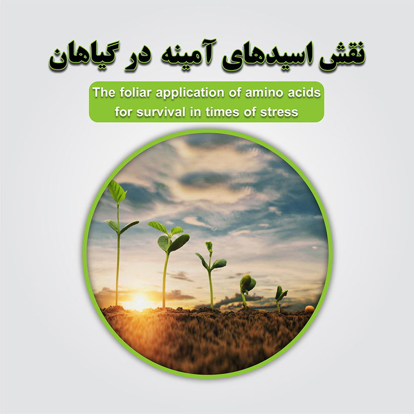 نقش اسیدهای آمینه در گیاهان و معرفی آمینواسیدها